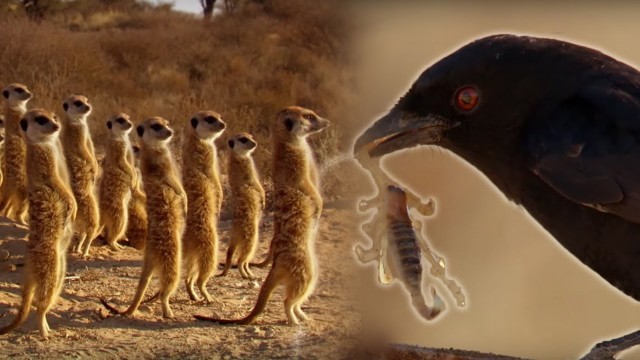 'Drongo Bird Tricks Meerkats | Africa | BBC Earth'