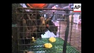 'GNS APTN visits Chinese animal market'