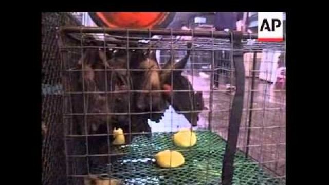 'WRAP APTN visits Chinese animal market'