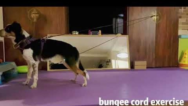 'bungee cord exercise'