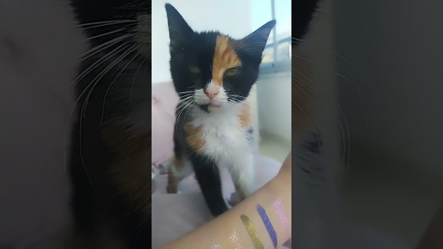 'baby cat funny video 2022|Watch my cat loving stila liquid eyeshadow 