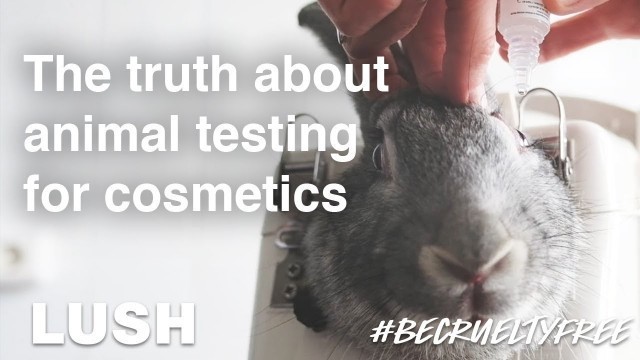 The Truth About Animal Testing for Cosmetics #BeCrueltyFree