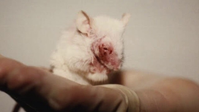 French Cosmetic Animal Testing PSA