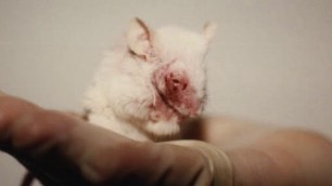 French Cosmetic Animal Testing PSA