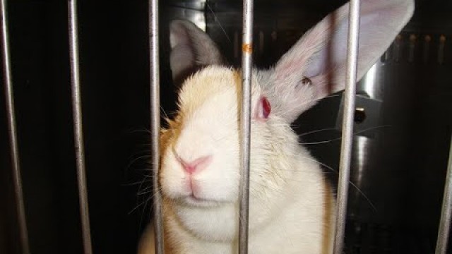 Cosmetic Animal Testing Commercial