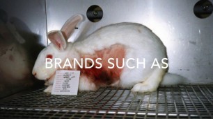 Animal Testing for Cosmetics - Marigo