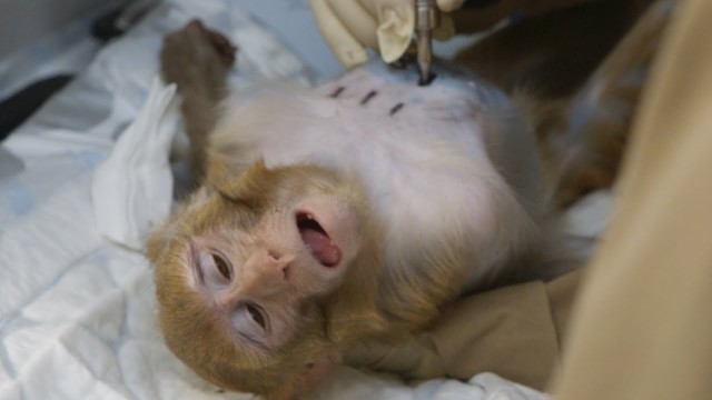 'Animal cruelty | You have never seen this Animals suffer in labs'