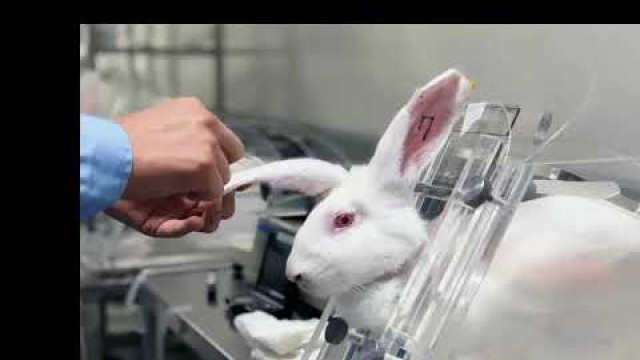 'Cosmetics brands campaign against ECHA to maintain EU’s ban on animal testing'