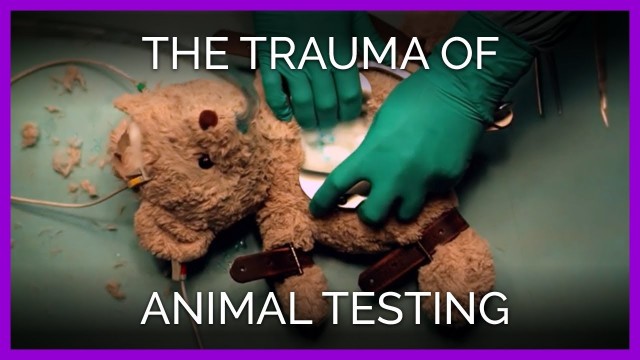 'Watch: A Teddy Bear Tackles the Trauma of Animal Tests in New Video'