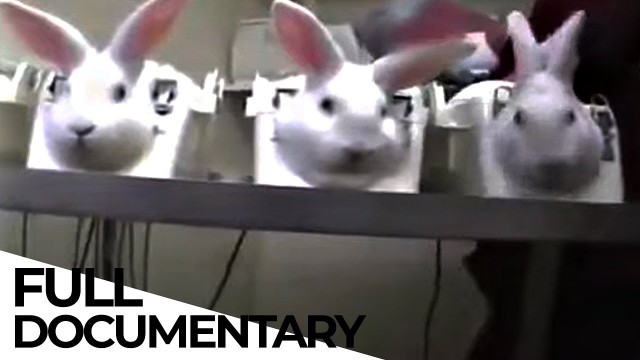 'Bye Bye Guinea Pig? The Battle to STOP Animal Testing | Animal Rights | ENDEVR Documentary'